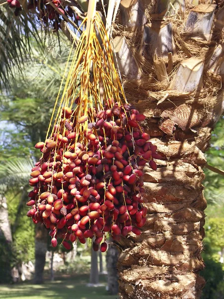 Palmera con frutas —  Fotos de Stock