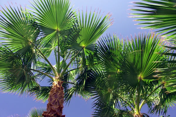 Green leaf young palms — Stock Photo, Image