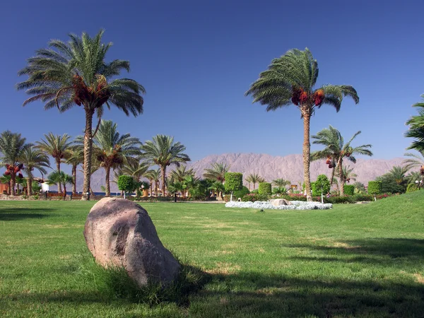 Paradis jardín con palmeras y una piedra —  Fotos de Stock