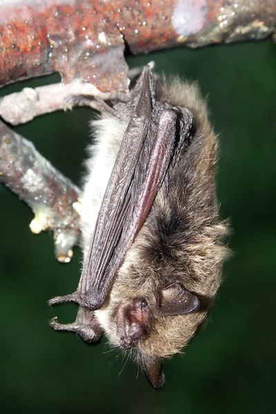 Východní bat spaní na větve — Stock fotografie