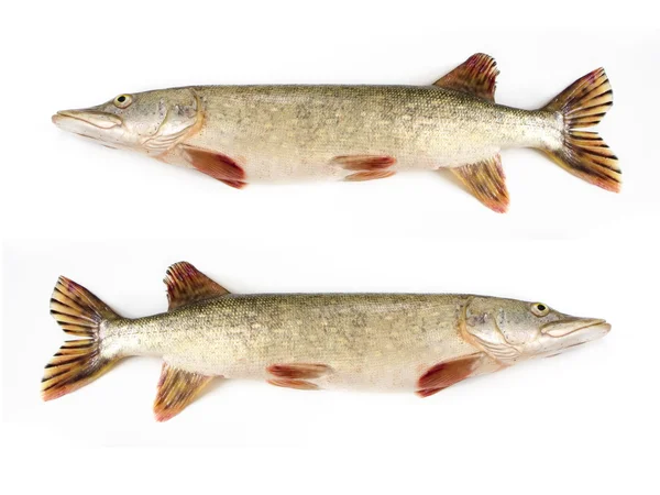 Raw pike — Stock Photo, Image