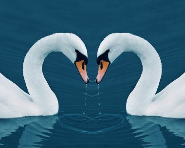 damla sakin sabah göl ile iki Kuğu