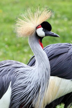 gri taç vinçGrulla coronada gris