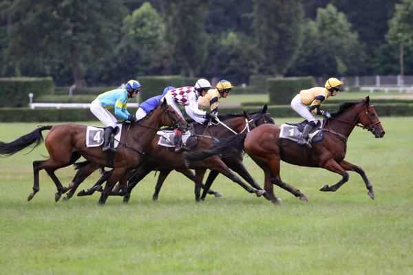 Qualification sur le 119ème steeplechase Velka Pardubicka — Photo