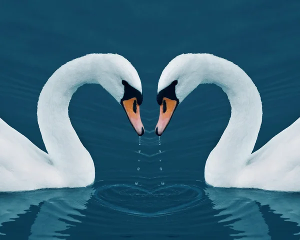 Dois cisnes com gotas no Calm Morning Lake — Fotografia de Stock