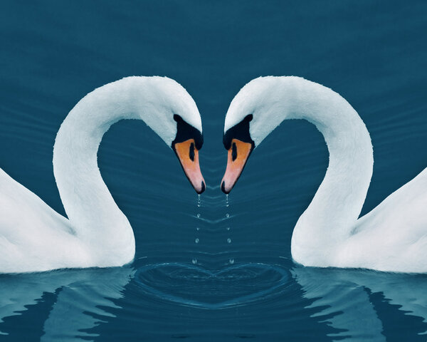 Two swans with drops in the Calm Morning Lake