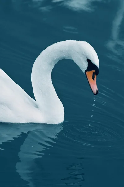 Zwaan in het rustige ochtend meer — Stockfoto