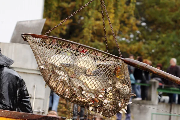 Colheita de outono de carpas de lagoa de peixes para mercados de Natal — Fotografia de Stock
