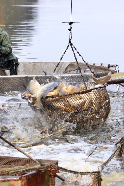 Autumn harvest of carps from fishpond to christmas markets — Stock Photo, Image