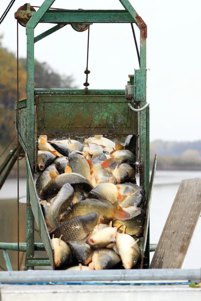 Autumn harvest of carps from fishpond to christmas markets — Stock Photo, Image