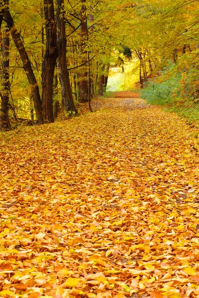 フォレスト内の黄金色の秋 — ストック写真