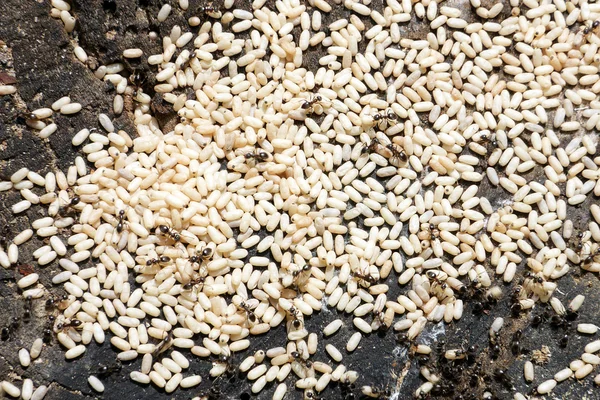 Czarne mrówki z białych jaj — Zdjęcie stockowe