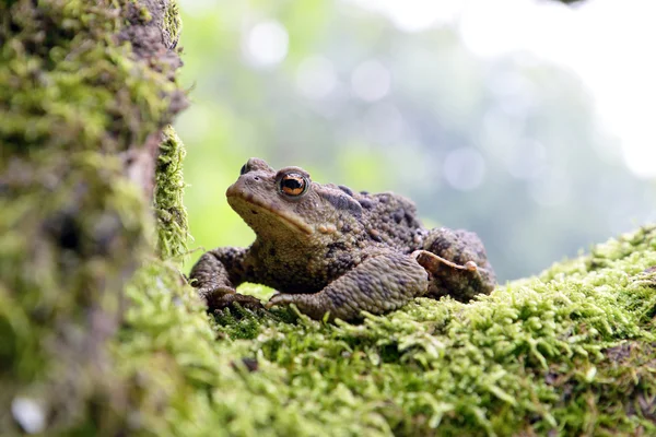 Жаба-лягушка — стоковое фото