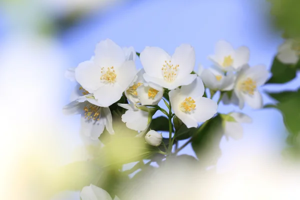Weiße Blüte Jasmin — Stockfoto