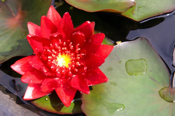 Red lotus — Stock Photo, Image