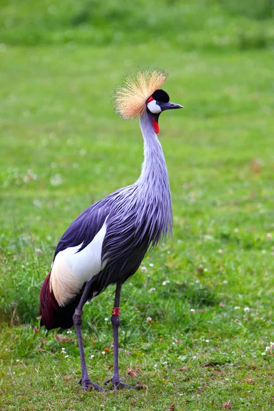 Grúa coronada gris — Foto de Stock