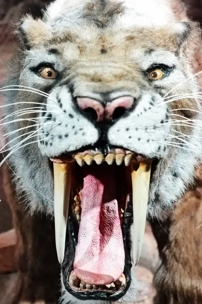 Чучело старого саблезубого тигра — стоковое фото