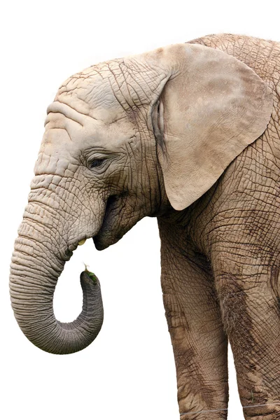 Elefant — Stockfoto