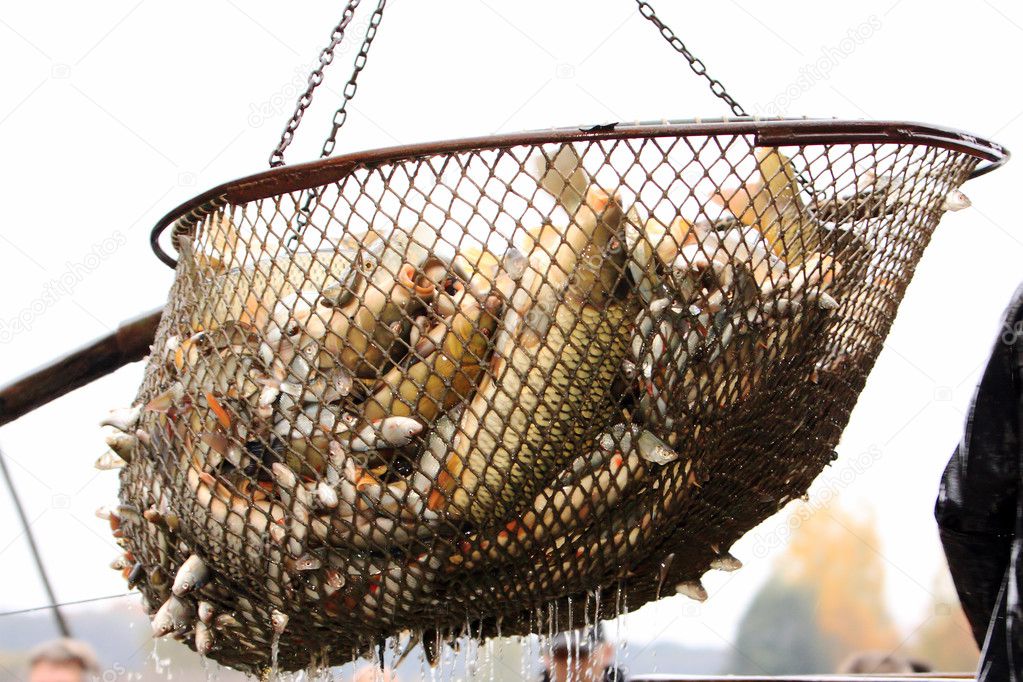 Autumn harvest of carps from fishpond to christmas markets Stock