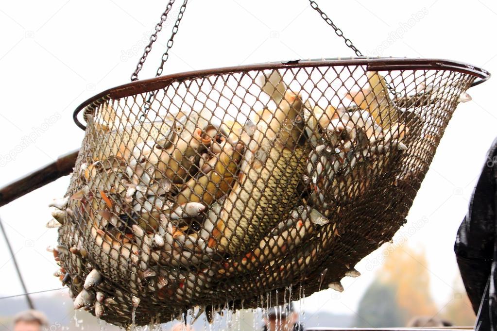 Autumn harvest of carps from fishpond to christmas markets