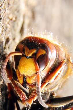 Avrupa hornet