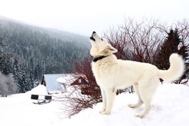 Beyaz uluyan köpek