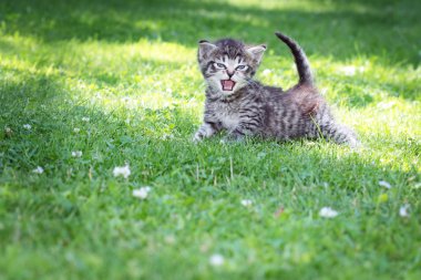 Yeşil çimlerin üzerindeki kedi