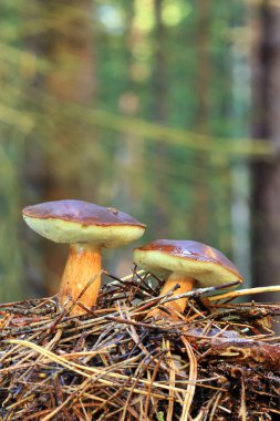 two brown mushrooms clipart