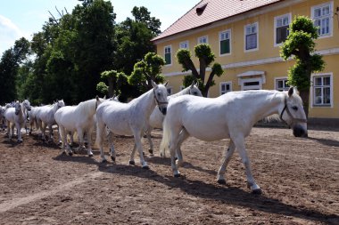 white horses and foals clipart