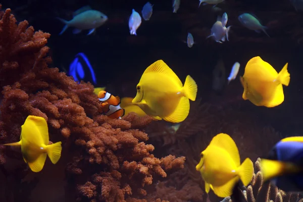 Akvárium-halakkal — Stock Fotó