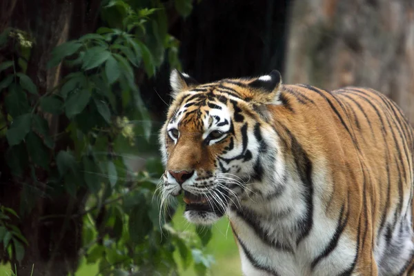 Tigre no zoológico — Fotografia de Stock