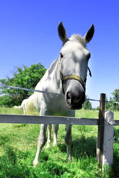 White horses on pasture, Kladruby nad Labem — Stock Photo, Image