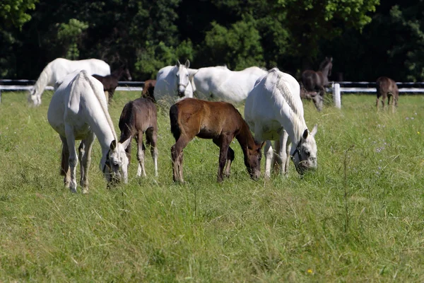 Cavalli bianchi con puledri al pascolo — Foto Stock