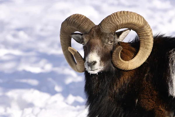 Mouflon in winter — Stock Photo, Image