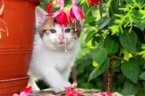 Kotek w ogrodzie — Zdjęcie stockowe