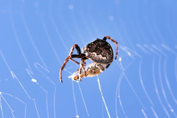 Aranha com cruz com mosca — Fotografia de Stock