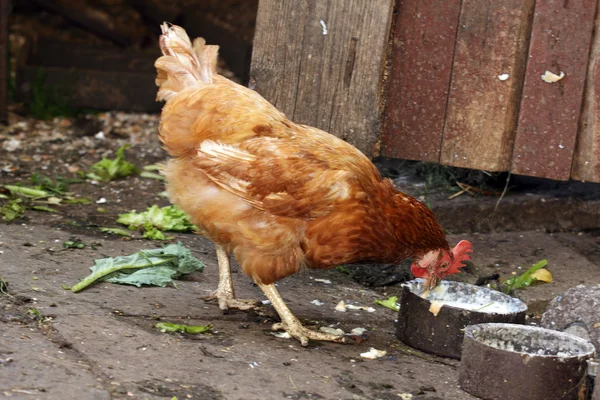 Domestic brown hen