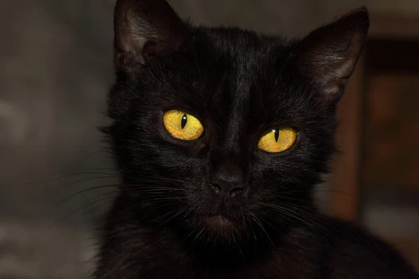 Кіт з жовтими очима — стокове фото