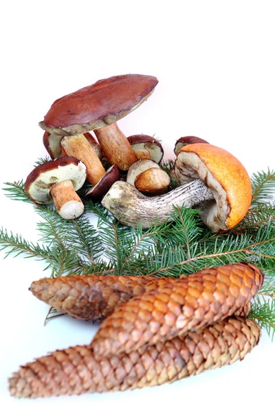 Mushrooms with cones and branch — Stock Photo, Image