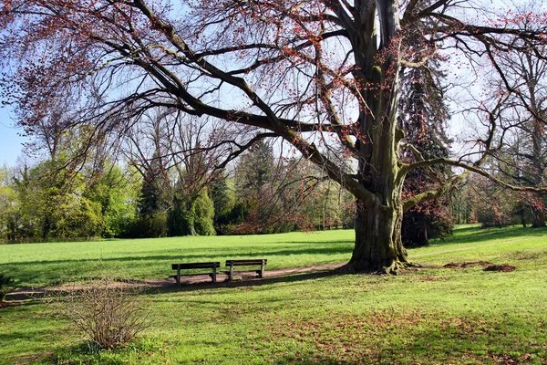 Zelený park na jaře — Stock fotografie