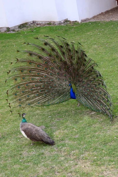 Peacock with outstretched plumage — Stock Photo, Image