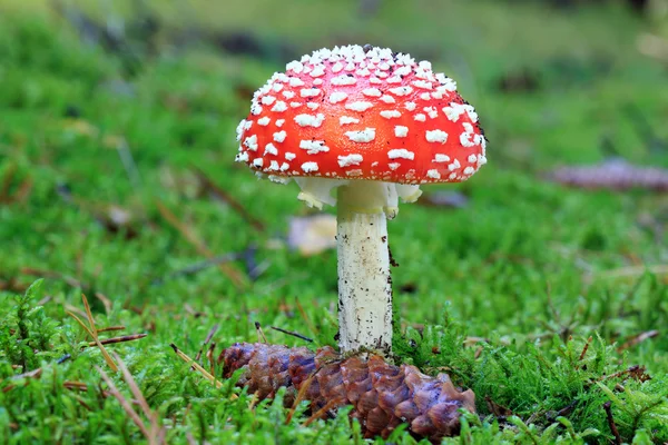 Amanita muscaria — kuvapankkivalokuva