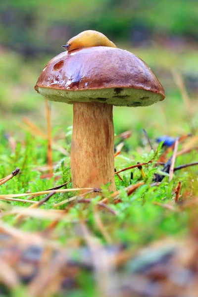 Boletus badius — Stock Photo, Image