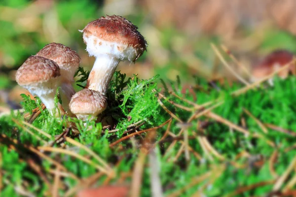 ARMILLARIA mellea — Foto de Stock