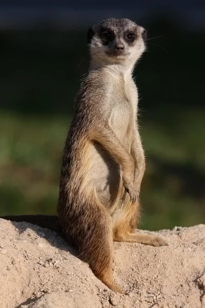 Hayvanat Bahçesi suricate