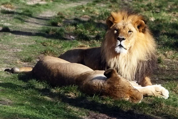 Lew i lwica — Zdjęcie stockowe