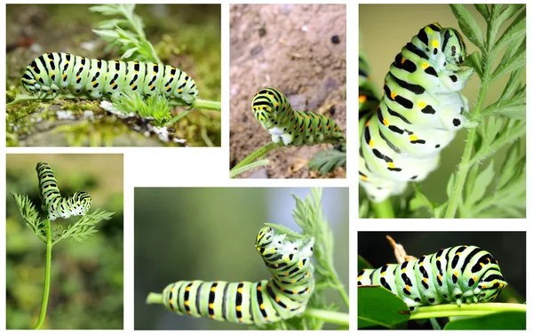 Papilio machaon —  Fotos de Stock