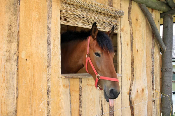 Brown horse with tongue — Stock Photo, Image