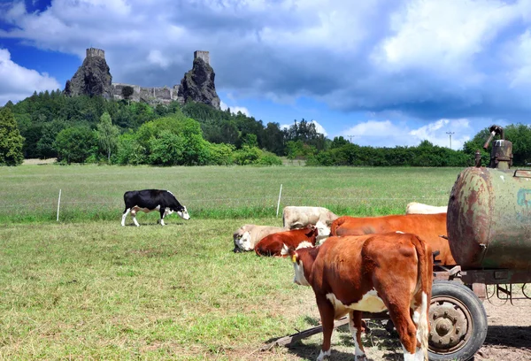 Fortaleza Trosky em Cesky raj (paraíso checo) com vacas — Fotografia de Stock
