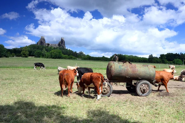 Forteresse Trosky à Cesky raj (paradis tchèque) avec des vaches — Photo